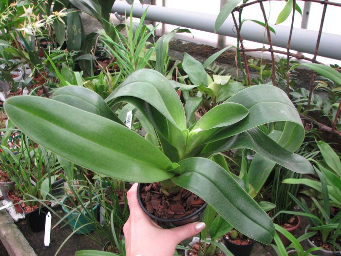 Paphiopedilum Bajazzo x Junior World x Acapulco.JPG