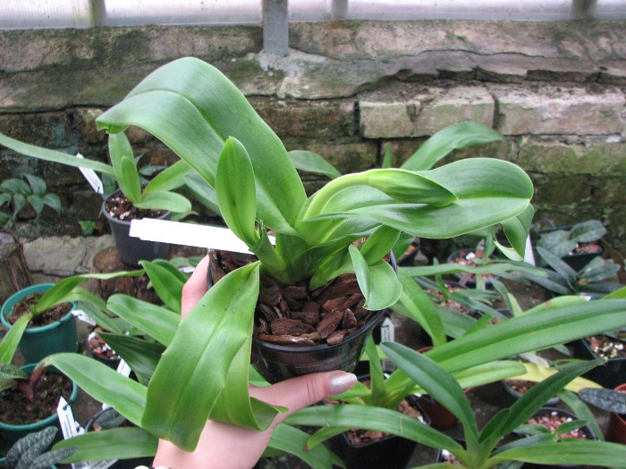 Paphiopedilum Sorcerer's Stone.JPG