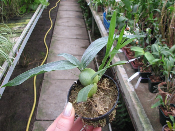 Lycaste dyeriana.JPG