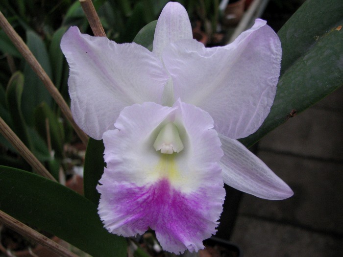Cattleya walkeriana var. alba x Brassocattleya Mount Hood 'Mary' .JPG