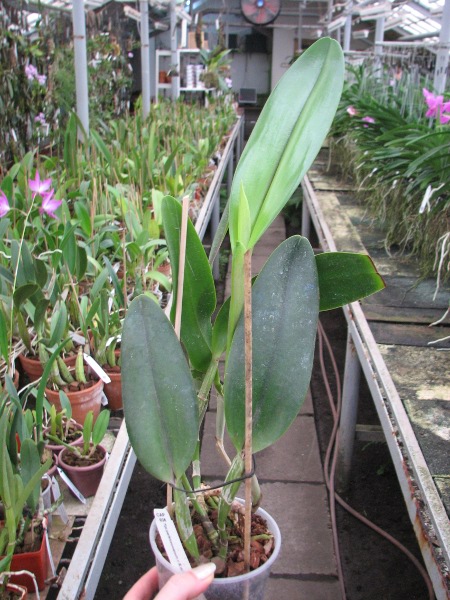 Epidendrum parkinsonianum x Brassavola digbyana.JPG