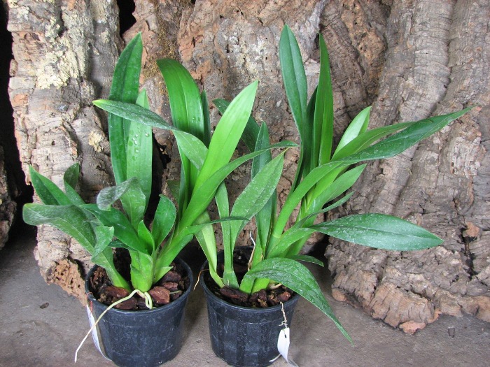 Brassada Mivada (Brassia brachiata X Ada aurantiaca).JPG