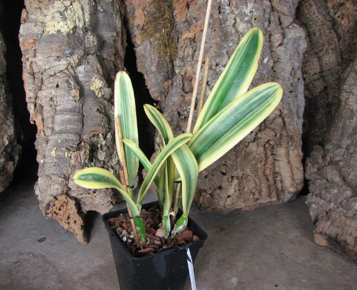 Cattleya Sedlescombe 'Variegated' (Annette x Suavior).JPG
