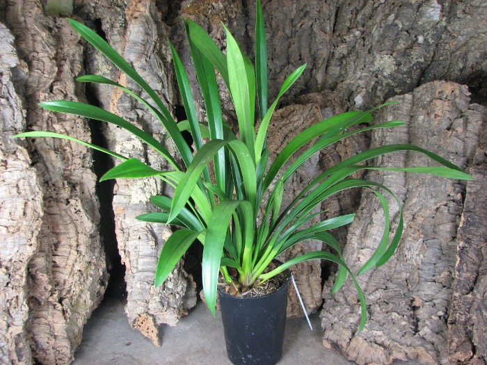 Cymbidium Tuffet.JPG