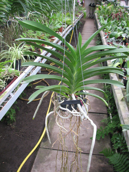 Vanda Pak Chong Blue.jpg