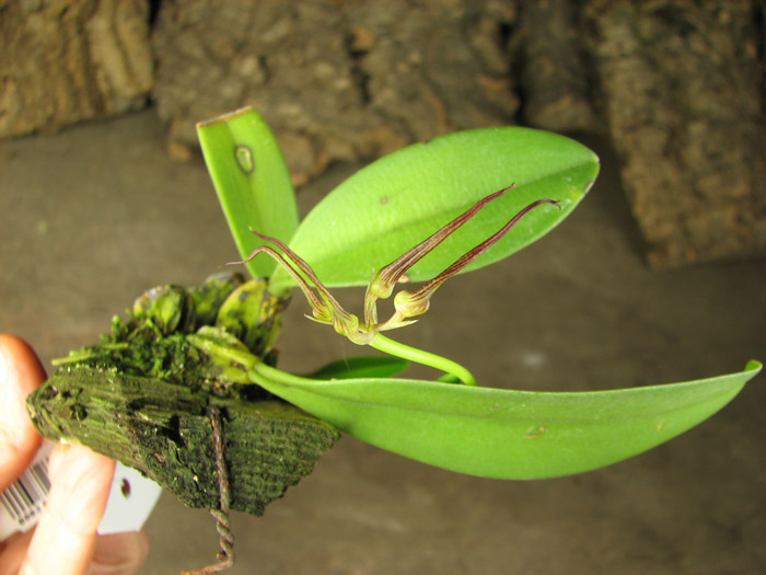 Bulbophyllum wendlandianum.jpg