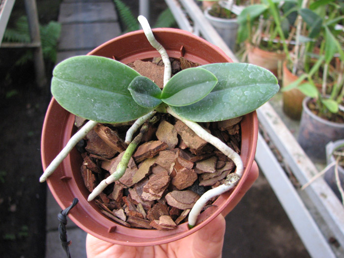 Sedirea japonica.jpg
