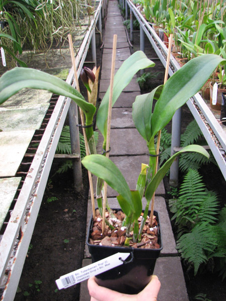Sophrolaeliocattleya Tutankamen 'Pop'.jpg