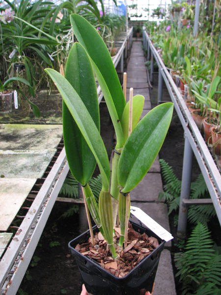Cattleya labiata alba x Cattleya labiata roxo bispo 'Urbano'.jpg