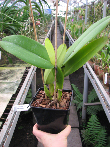 Cattleya warneri concolor 'HI' x Cattleya warneri venosa suave.jpg
