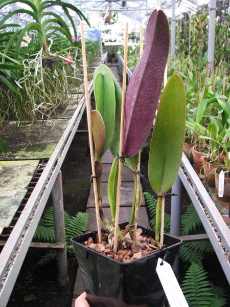Cattleya warneri escura 'Corrego D'antas' x Cattleya warneri escura integra orlata.jpg