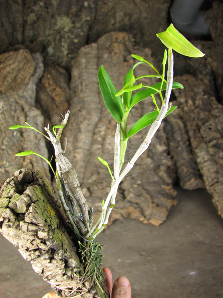 Dendrobium unicum.jpg
