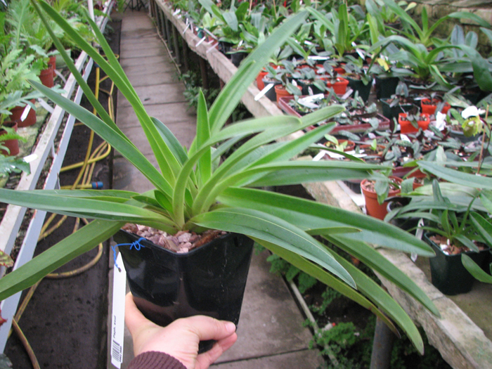 Paphiopedilum exul.jpg