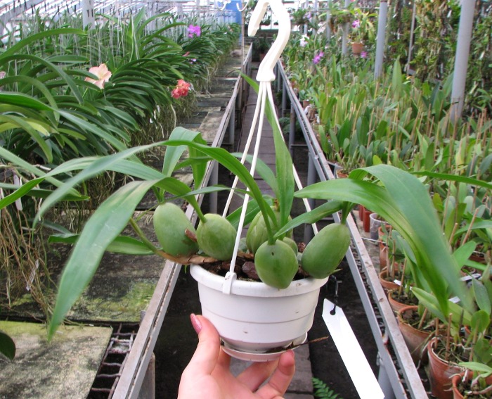 Coelogyne cristata.JPG