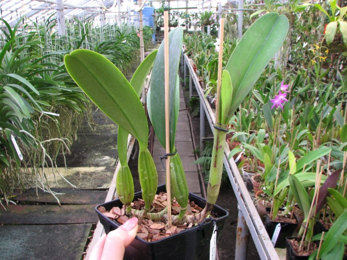 Cattleya trianae 'Junio' (12-8) x Cattleya trianae 'Sangre de Toro II' (25-8).JPG