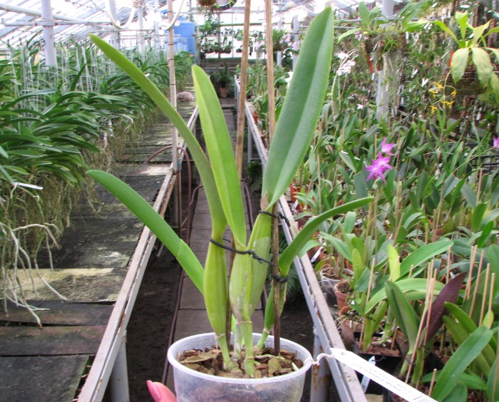 Cattleya trianae amesiana A x Cattleya trianae amesiana B.JPG
