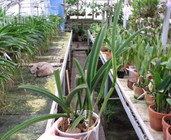 Brassavola Jiminy Cricket 'Superbug' (Brassavola nodosa x Rhyncholaelia digbyana).JPG