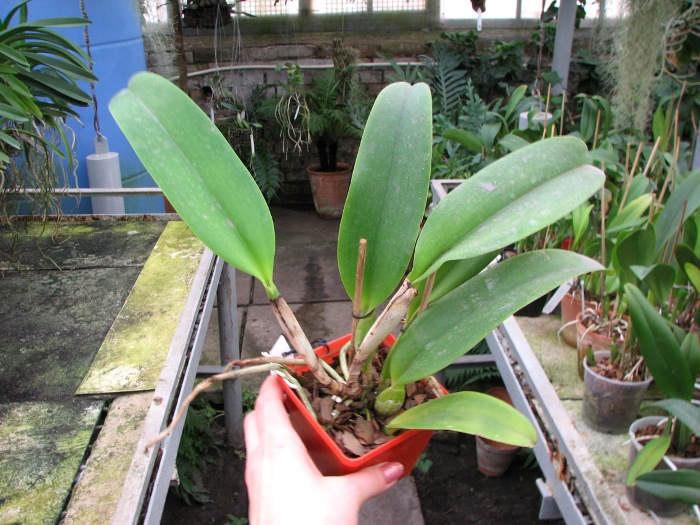 Laeliocattleya Dinard 'Blue Heaven'.JPG
