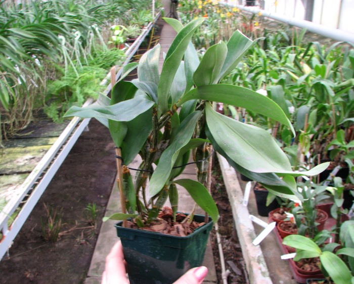 Dendrobium farmeri.JPG