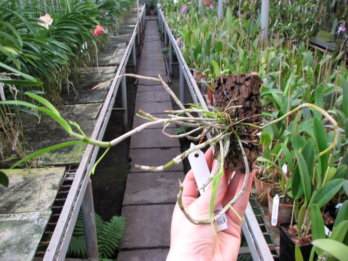 Dendrobium unicum.JPG