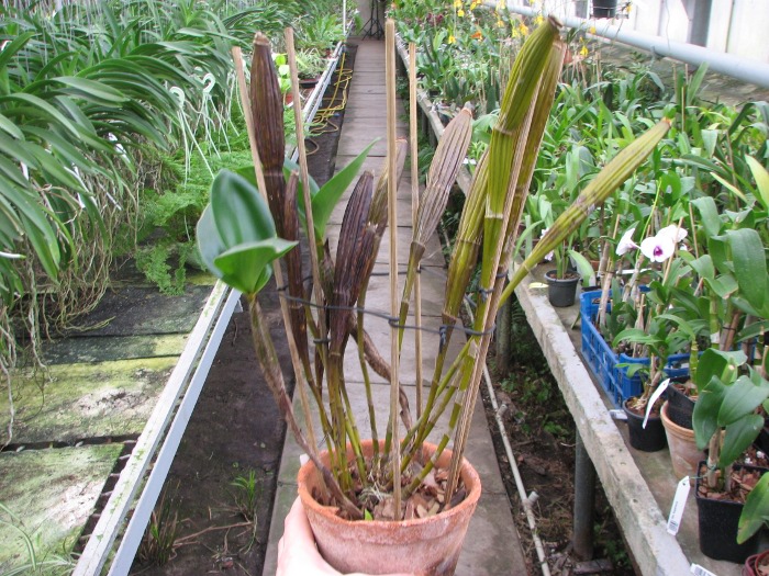 Dendrobium setigerum.JPG