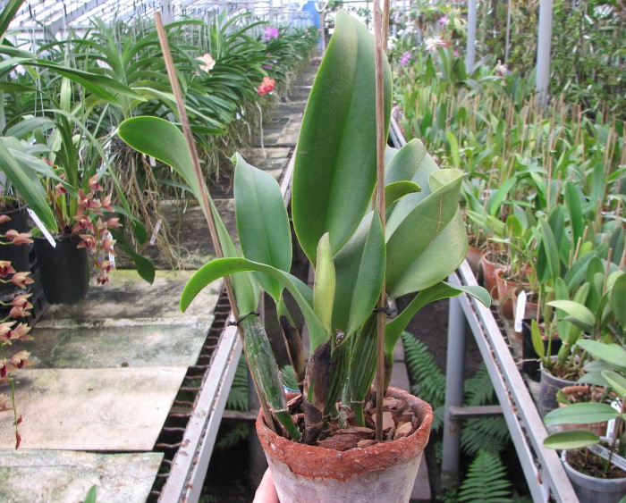 Brassolaeliocattleya Lucky Strike 'Mangkorn'.JPG