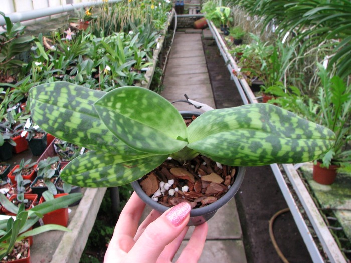 Paphiopedilum Maudiae alba.JPG