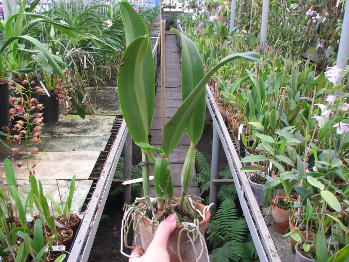 Brassolaeliocattleya Success Dream 'Miracles' (C. Horace x Rlc. Don De Michaels).JPG