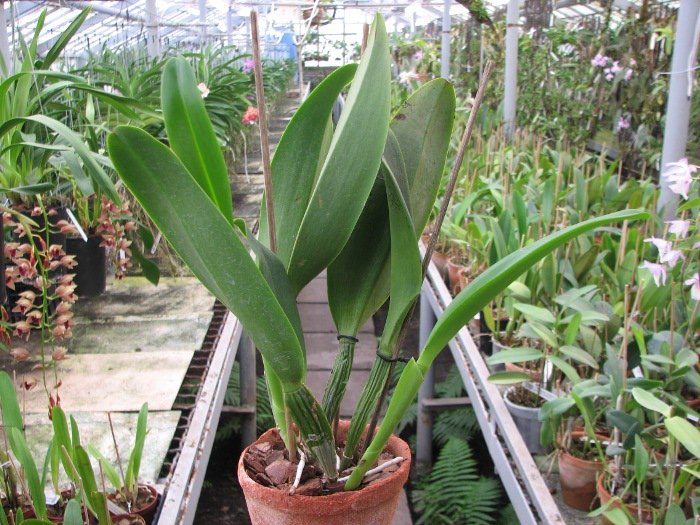 Cattleya White Diamond.JPG