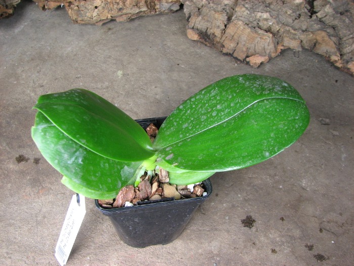 Phalaenopsis Tzu Chiang Chrisna x Phalaenopsis LD's Bear Queen.JPG
