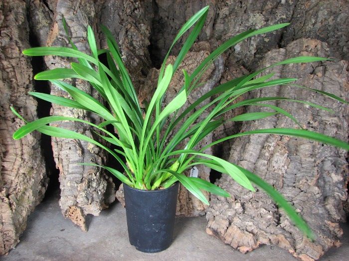 Cymbidium Sarah Jean 'Ice Cascade'.JPG