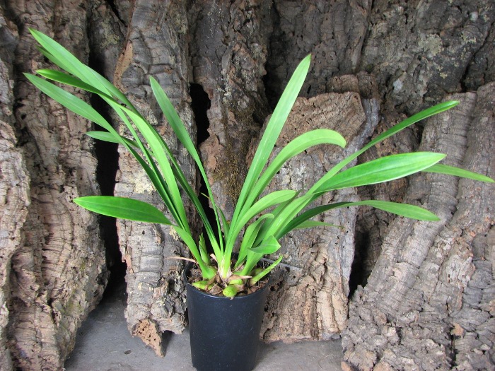 Cymbidium Cascade 'Spring Wind'.JPG