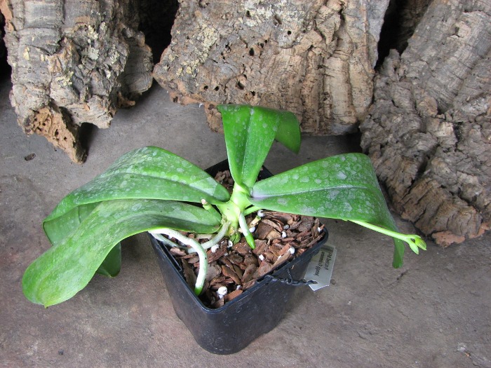 Phalaenopsis David Lim (P. amboinensis x P. gigantea).JPG