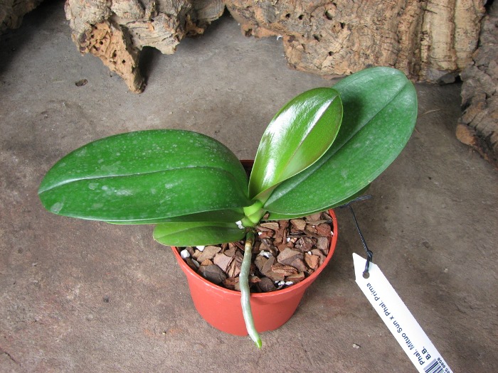 Phalaenopsis Mituo Sun x Phalaenopsis Prima B.B..JPG