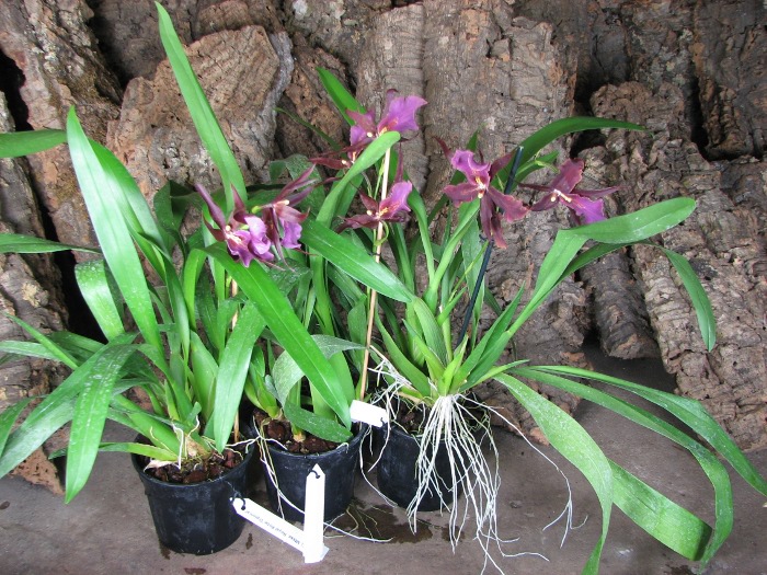 Miltassia Royal Robe 'Diplomat'.JPG