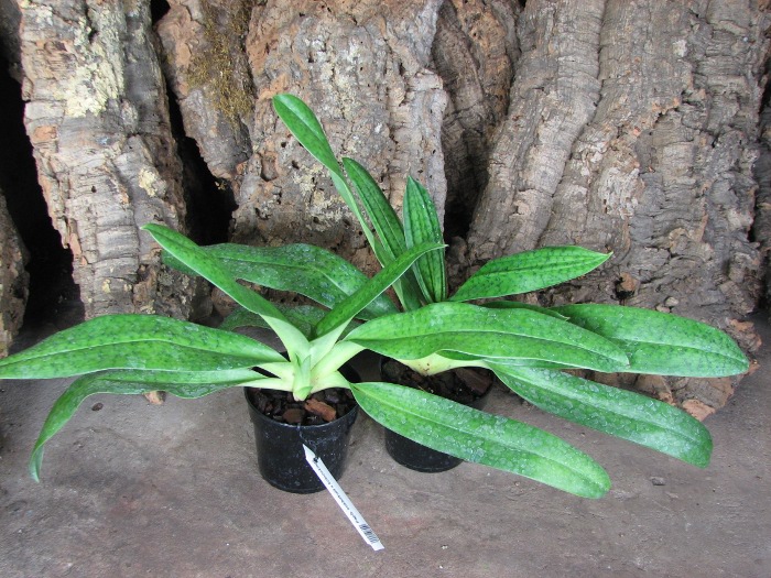 Paphiopedilum sukhakulii x kolopakingii.JPG