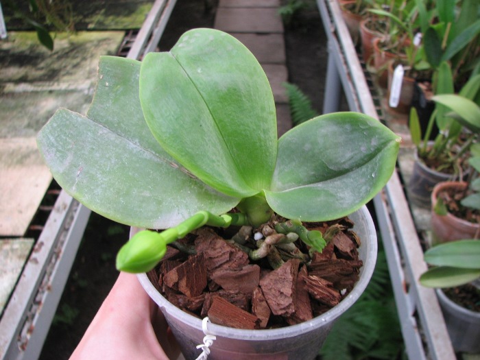 Phalaenopsis Tzu Chiang Chrisna (Phalaenopsis Timothy Christopher x Phalaenopsis Yungho Geld Canary).JPG