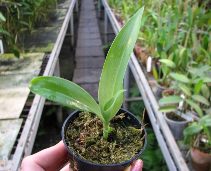 Habenaria myriotricha.JPG