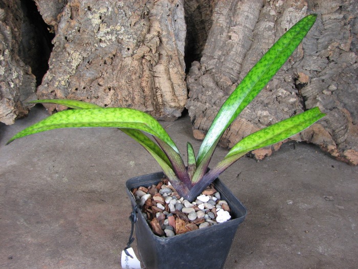 Paphiopedilum Dark Spell 'Ruby' x Paphiopedilum St. Swithin 'Swallow'.JPG