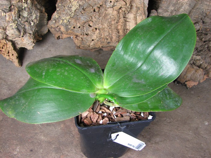 Phalaenopsis bellina.JPG