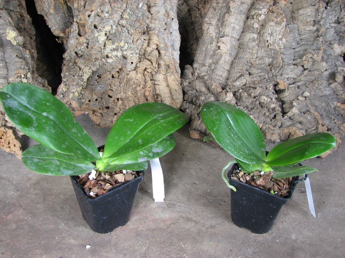 Phalaenopsis Tzu Chiang Chrisna x Phalaenopsis LD's Bear Queen.JPG