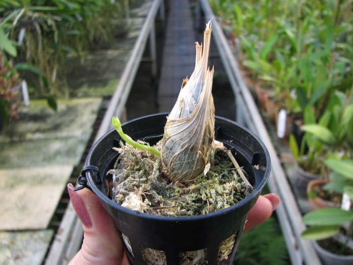 Clowesia Jumbo Grace 'Jumbo Orchids'.JPG
