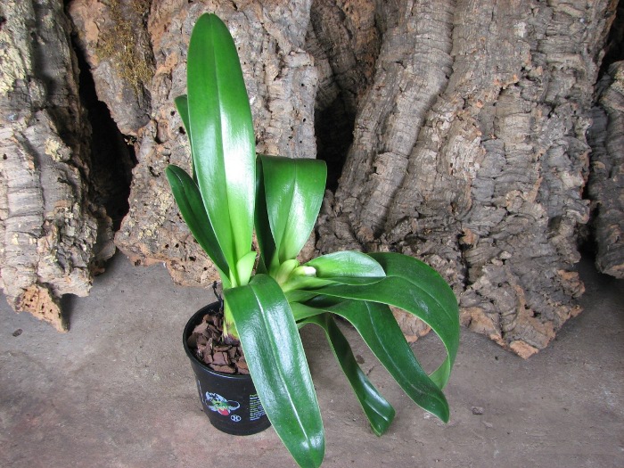 Paphiopedilum Bajazzo x Junior World x Acapulco.JPG