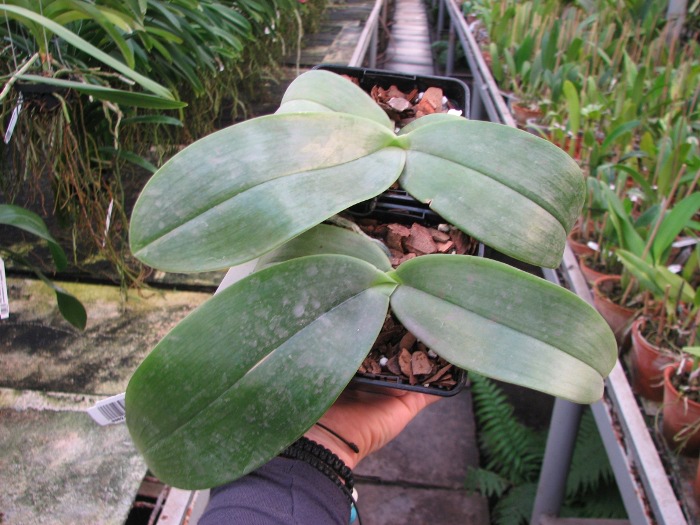 Phalaenopsis gigantea.JPG