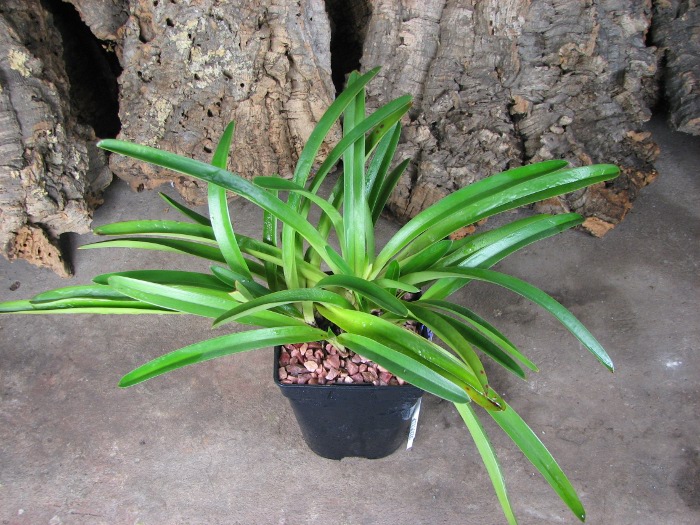 Paphiopedilum exul.JPG