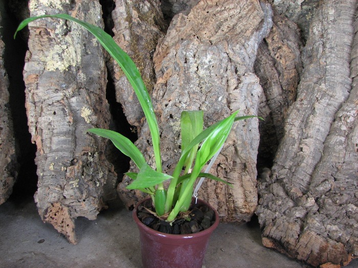Zygopetalum Barbel Hohn.JPG