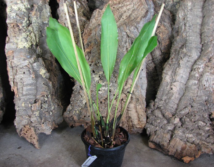 Dendrochilum glumaceum.JPG