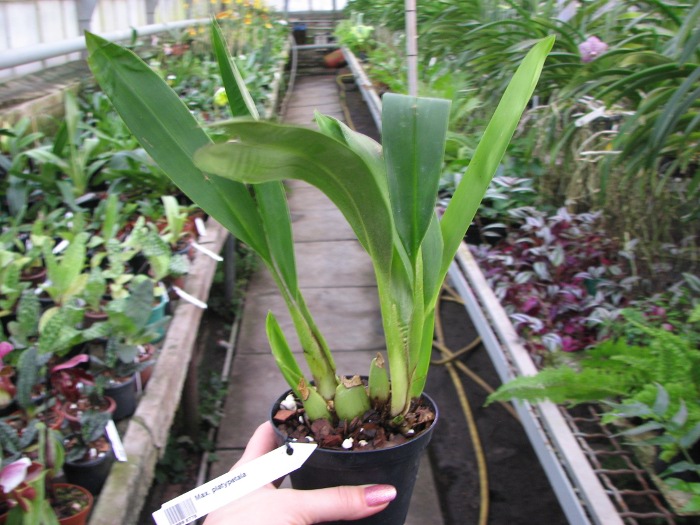 Maxillaria platypetala.JPG