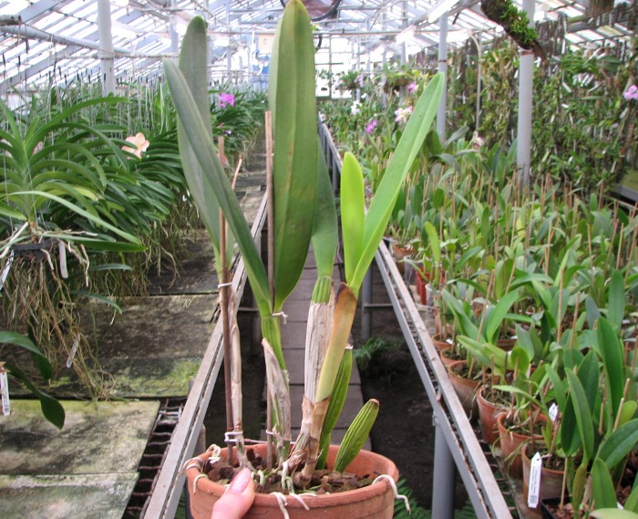Cattleya eldorado x Laelia purpurata var. Russelliana.JPG
