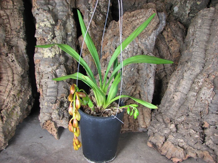 Cymbidium Pearl Dawson 'Procyon'.JPG